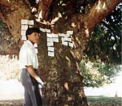 Storyboard drawings are pinned to a tree. Photo courtesy of Wilson Lazaretti.