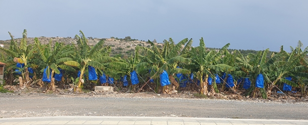 A banana grove on Cyprus