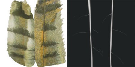 [Figures 43 & 44] Feather color textures created in Deep Paint (left). Simple bump maps for feathers (right).
