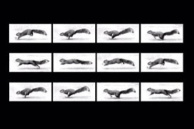 The Film Strip view within the Locomotion section, showing the run cycle of a squirrel.