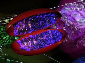 IUPUIs School of Informatics encompasses healthcare informatics and administration degrees, and the animation, media arts and digital graphics majors. Created by Prof. William with Maya 4, the above image is a representation of a mitochondria.