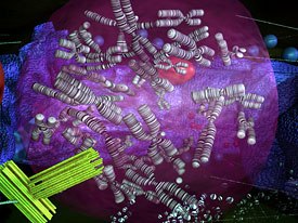 The blend of 3D technology and medical science is a growing field. Above is IUPUIs Professor William visualizes the cell's nucleus and shows the 23 pairs of chromosomes prepared for mitosis. This was created in Maya 4.