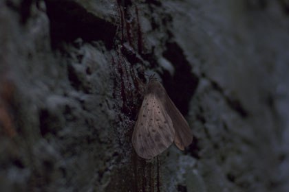 Worldwide FXs work runs the gamut from creatures to sci-fi epic sequences to very subtle cosmetic work. This is a moth the house created for In Hell. © NuImage/WWFX.