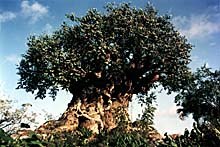 The awe-inspiring Tree of Life stands 145 feet tall and begs to be inspected more closely with hundreds of bas relief etched into the body of the tree. © 1998 Disney. All Rights Reserved.