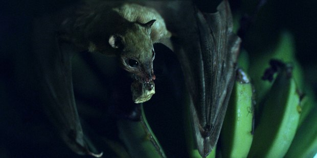 The vfx highlight was a photoreal CG bat that makes an appearance at the film's end.