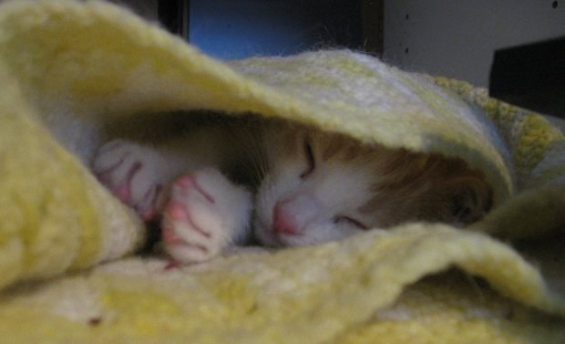 My daughter Becky's tiny new kitten, AJ, asleep inside an afghan on my desk. Every photo essay needs a picture of a kitten.