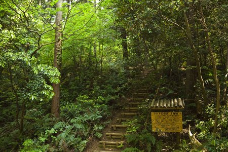 The inspirational Sayama Forest in Tokyo needs your help.