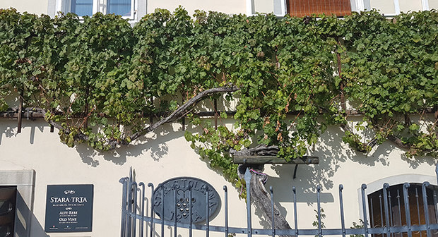 The world's oldest grapevine
