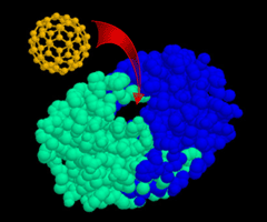 Buckyball, a potential agent against HIV. A modified buckyball (orange) may block the opening in HIV-protease (blue and green) and thereby inactivate this critical enzyme. © 2001 Susana Maria Halpine.
