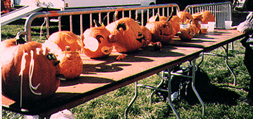 Pumpkin contenders at the Ottawa Annual Picnic. Photo by Frankie Kowalski.