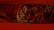 'Life of Pi': Grabbing the CG Tiger by the Tail 