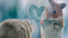 Photorealistic CG Hamsters Take Center Stage in Albert Heijn Holiday Campaign