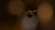 What’s the Buzz on Framestore’s Photorealistic VFX in ‘Man Vs Bee’?